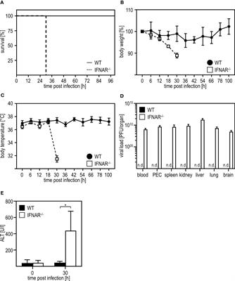 Interleukin-36γ is causative for liver damage upon infection with Rift Valley fever virus in type I interferon receptor-deficient mice